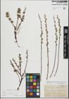 Foto von Salix repens L.